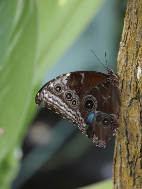 a close up of a butterfly on a tree