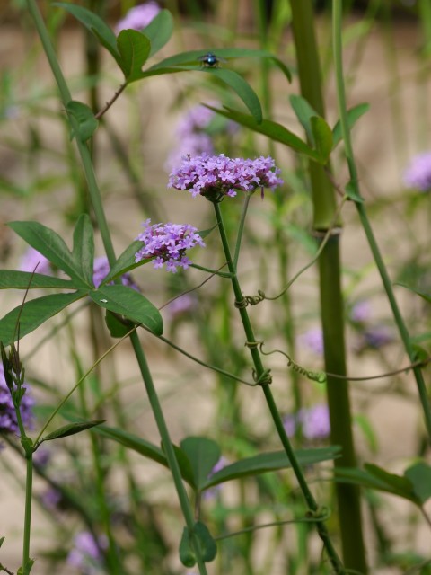 a bunch of purple flowers in a field