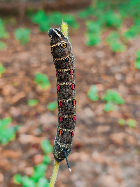 a caterpillar hanging from a plant in a garden