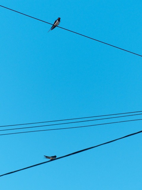 a couple of birds sitting on top of power lines