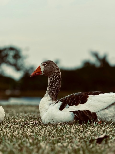 a couple of ducks sitting on top of a lush green field