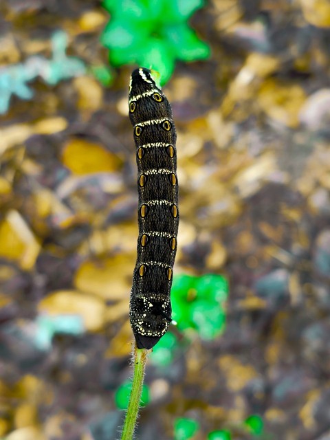 a close up of a caterpillar on a plant