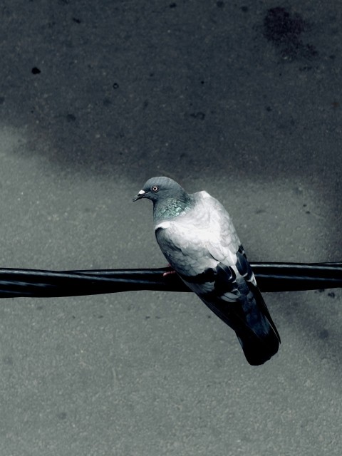 a pigeon is sitting on a power line