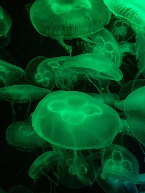 a group of jellyfish swimming in the water