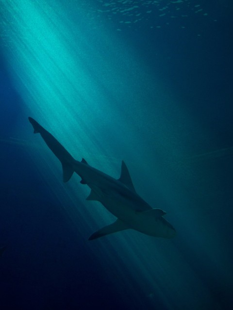 a shark swims under the water in the ocean