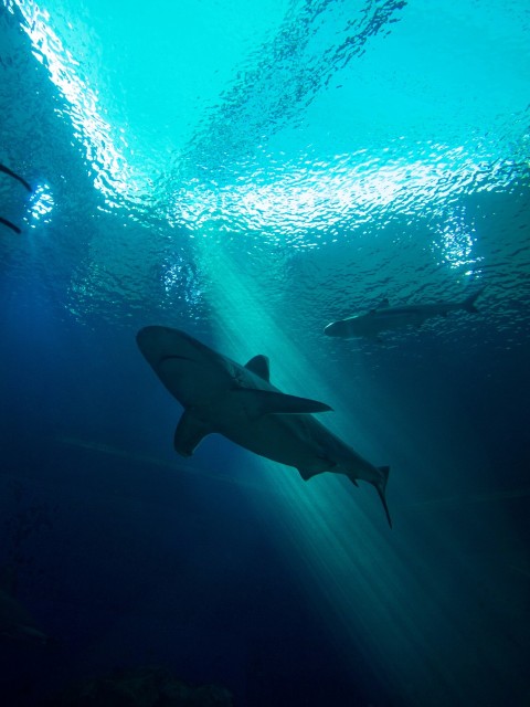 a group of sharks swimming in the ocean