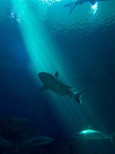 a group of sharks swimming in the ocean