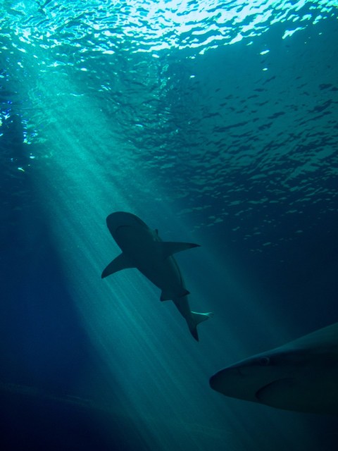 a shark swims in the ocean with sunlight streaming through the water