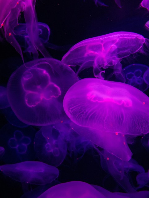 a group of jellyfish floating in the water