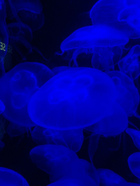 a bunch of blue jellyfish floating in the water