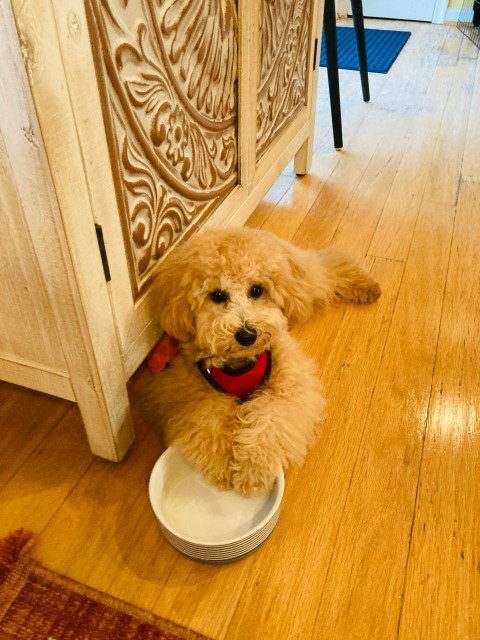 a brown dog sitting on top of a white bowl