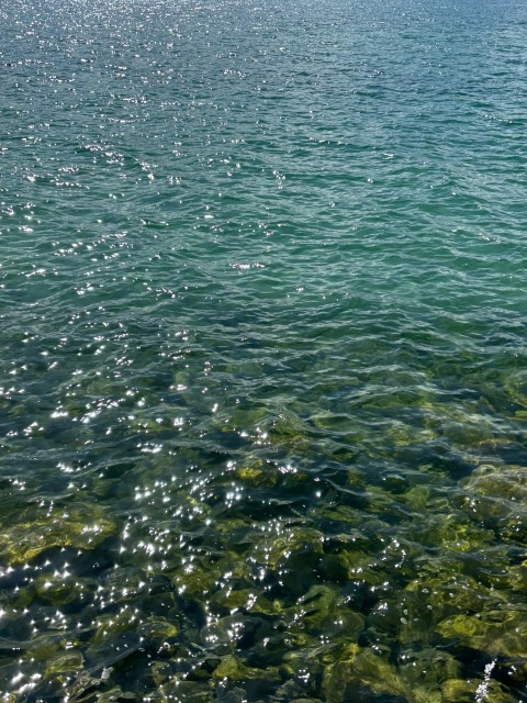 a body of water filled with lots of green algae