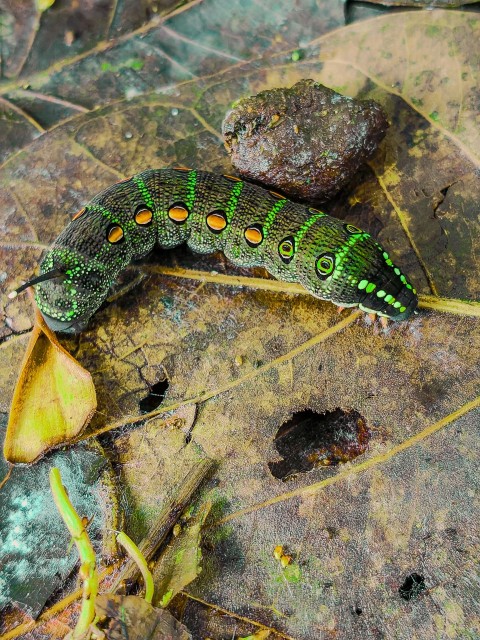 a green and black caterpillar crawling on a leaf