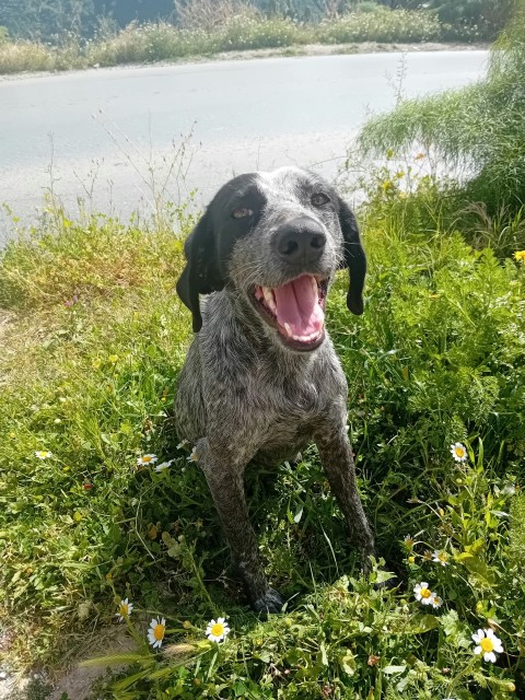 a dog sitting in the grass with its mouth open