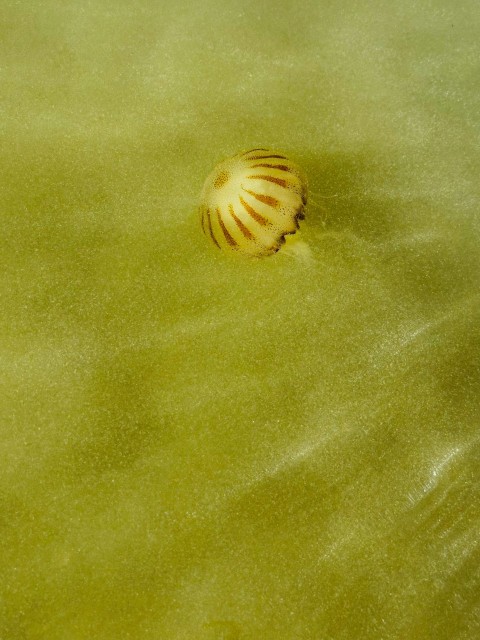 a sea shell floating on top of a green surface