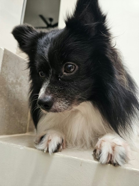 a small black and white dog sitting on a ledge