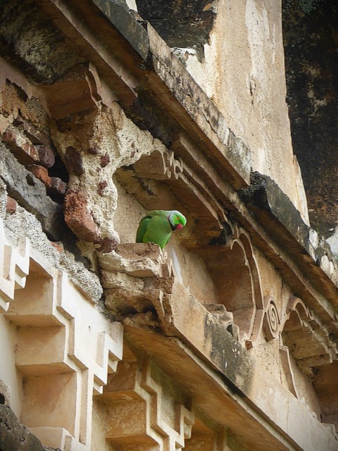 a green bird perched on the side of a building