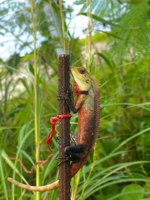 a lizard is climbing up a tree branch f3t