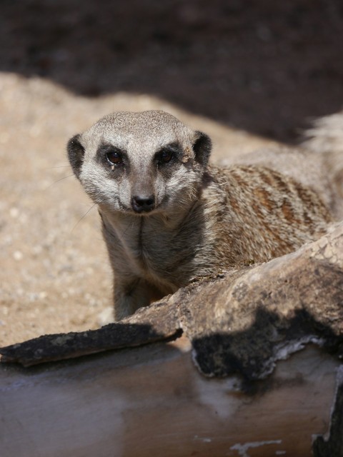 a close up of a small animal on a rock