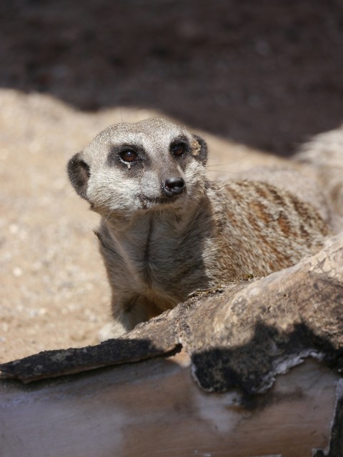 a meerkat looking at the camera while standing on a log