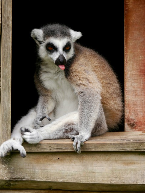 a lemur sitting on a window sill with its tongue out