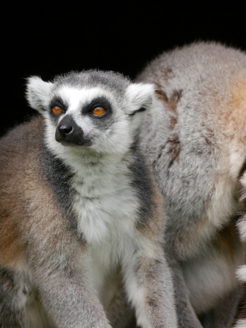 a couple of lemurs sitting next to each other