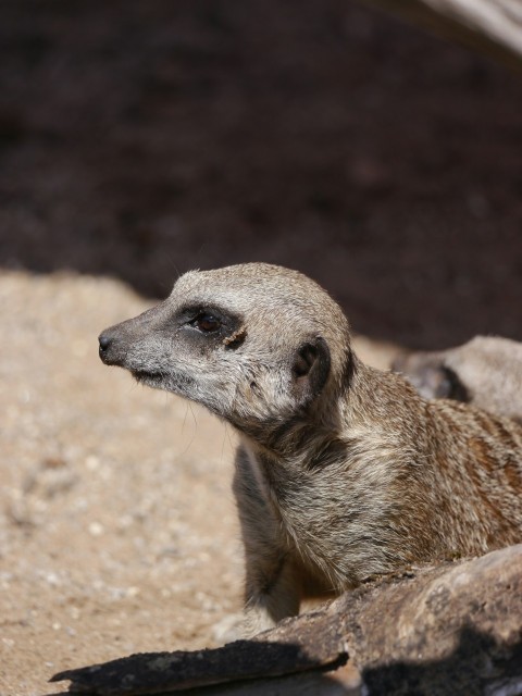 a baby meerkat sitting on top of a rock