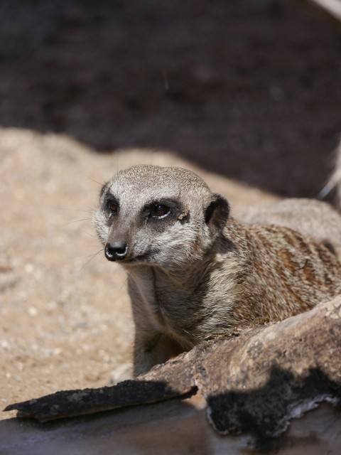 a baby meerkat sitting on top of a rock