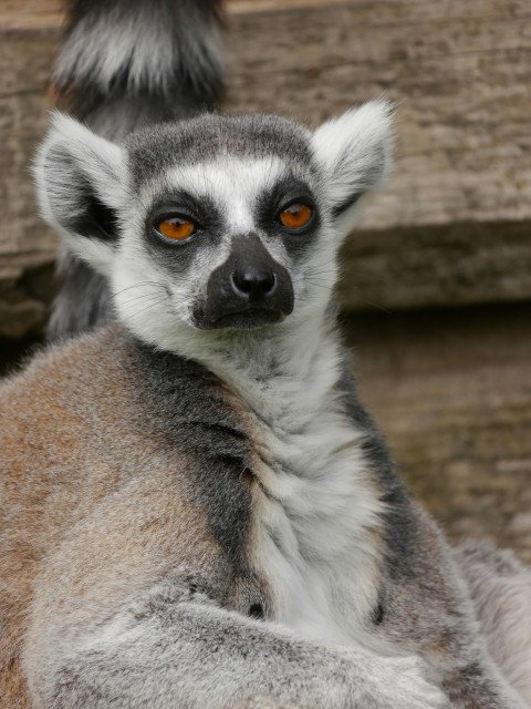a close up of a lemura on a wooden surface