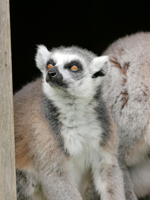 a couple of small animals standing next to each other