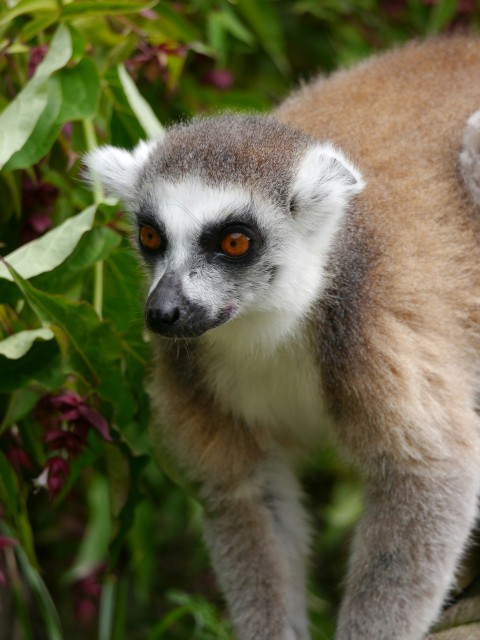 a close up of a small animal on a tree