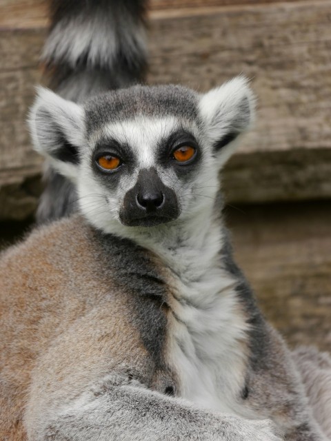 a close up of a lemura on a wooden surface