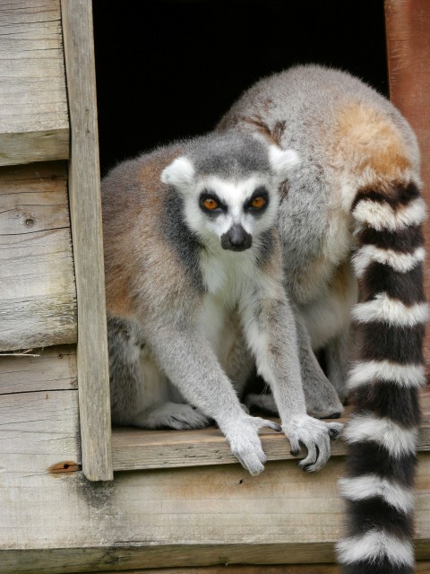 a small lemur looking out of a window