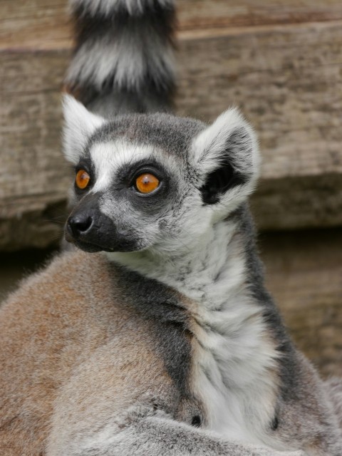 a close up of a lemura with orange eyes