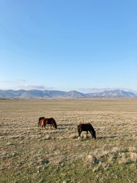 two horses grazing in a field with mountains in the background