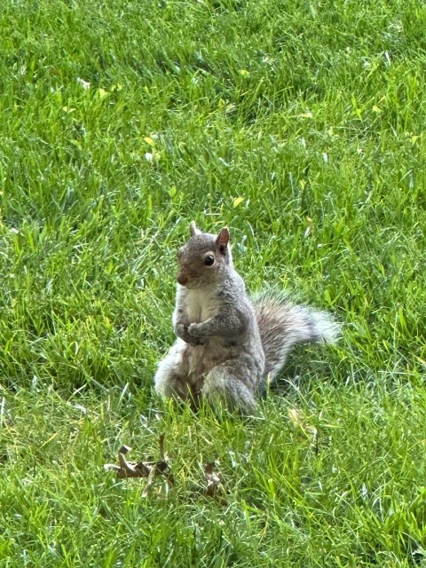 a squirrel is sitting in the grass eating