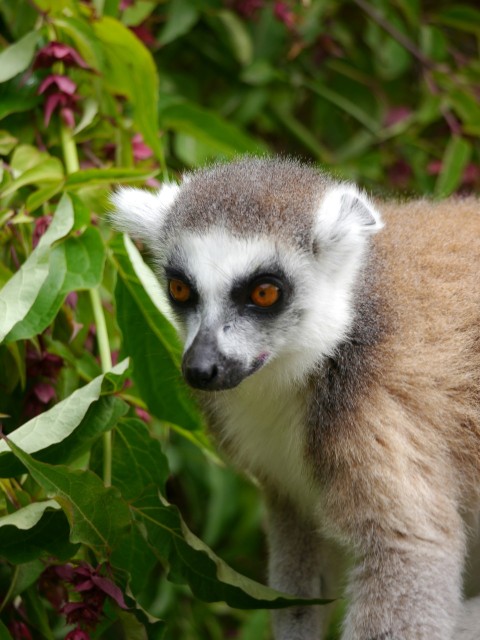 a close up of a small animal on a tree