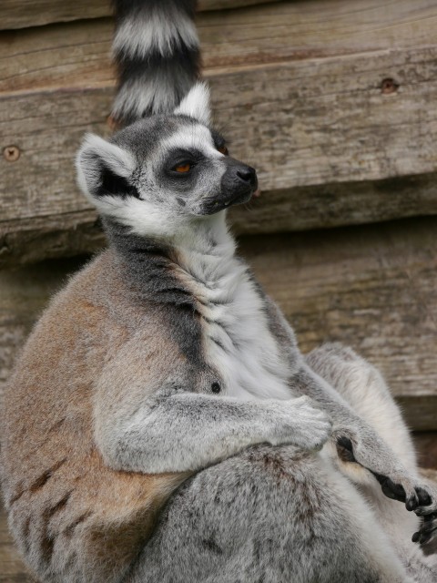 a close up of a lemura sitting on a rock