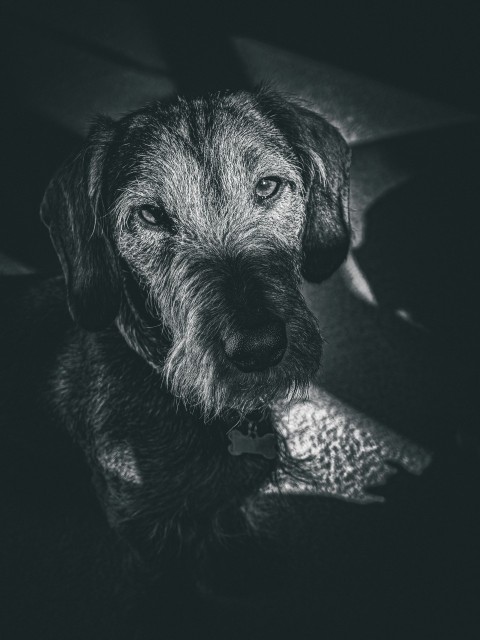 a black and white photo of a dog