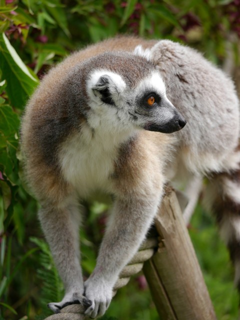 a small lemur standing on top of a wooden pole