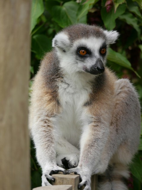 a close up of a small animal on a wooden fence