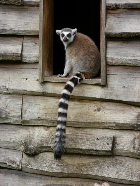 a lemur looking out of a window of a log cabin