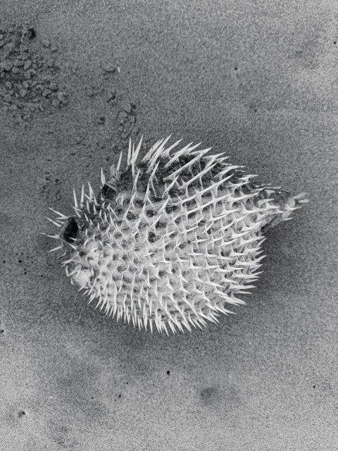 a puffer fish in the sand on a beach