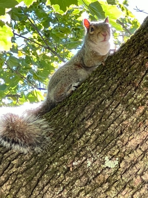 a squirrel sitting on top of a tree trunk 9oXy