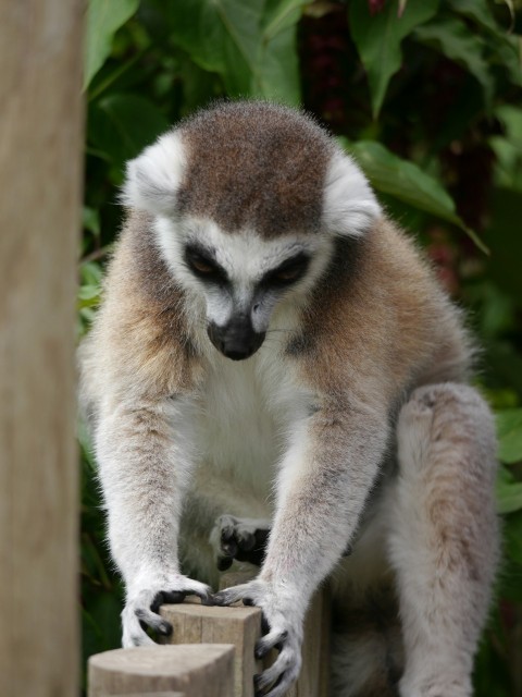 a close up of a small animal on a fence