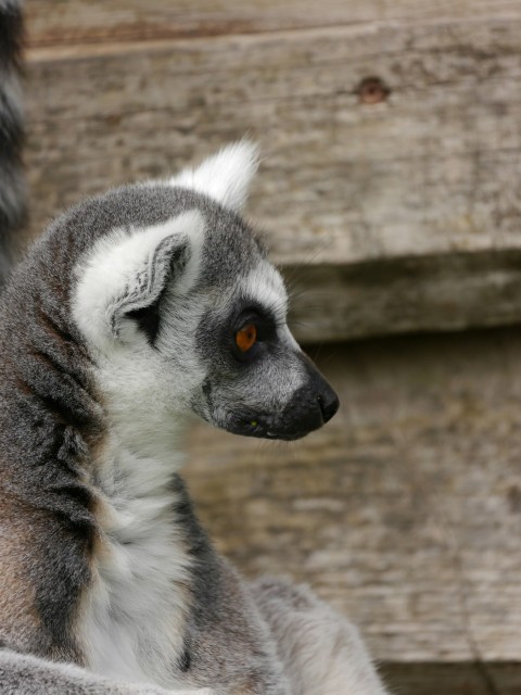 a close up of a small animal on a wooden surface zTFmYjadA