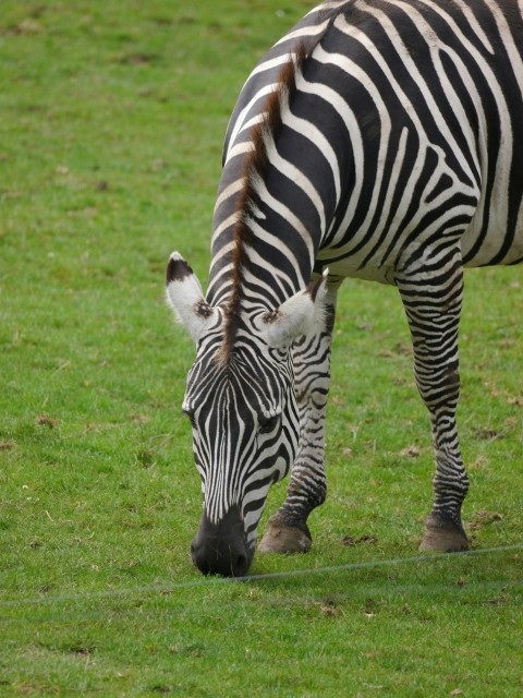 a zebra grazing on grass in a field