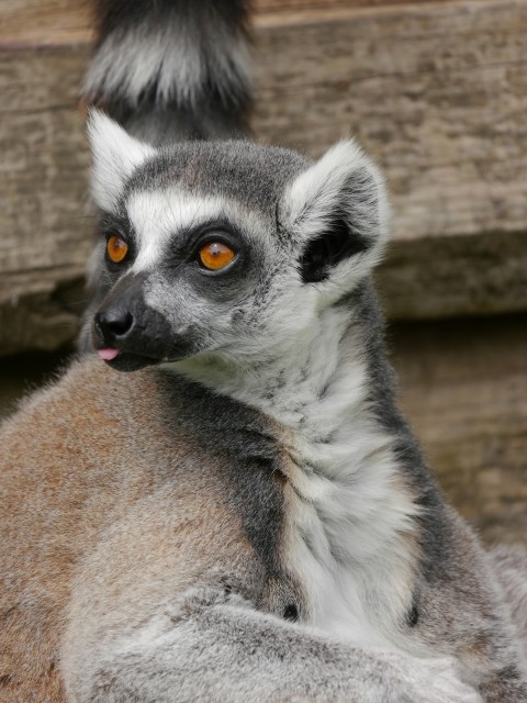 a close up of a lemura on a wooden surface