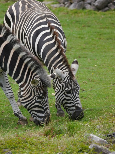 a couple of zebra standing on top of a lush green field