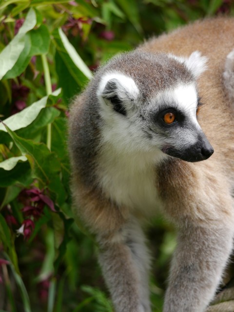 a close up of a small animal on a tree